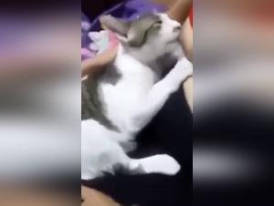 Woman and Kitten: A Unique Bestiality Experience