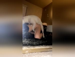 Bestialidad Tabu : sexo con un perro para apasionados principiantes