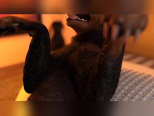 Cartoons 04: A Forbidden Experience in 3D