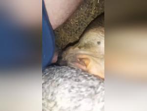 woman cow encounter animal porn