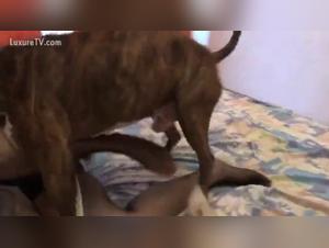 Intimate Moments: Man and female dog