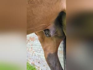 erect horse bestial encounter