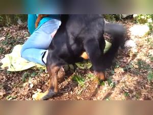 free beastiality videos