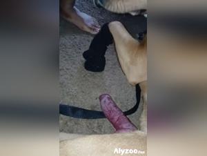 Experiencia zoofilica mexicana intensa y erotica