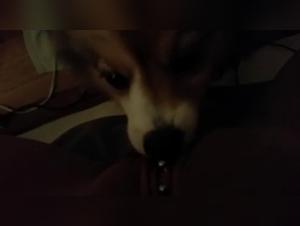 Bestiality Sex Video: An Intense Experience with a Dog