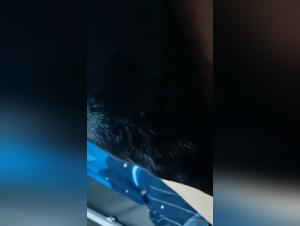 Wild battle between human and dog: an intense zoophilia video