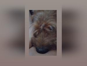 Exploring Bestiality in Comics