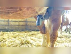 Intense Bestiality Video: Horse Penis Action