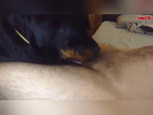 animal domination and muvisex