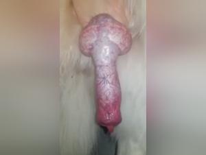 Bestiality video: A woman and her dog