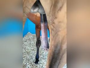 excited horse and arrow