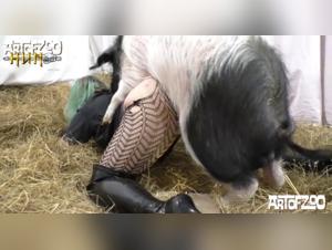 Zoophilia: An Extreme Experience