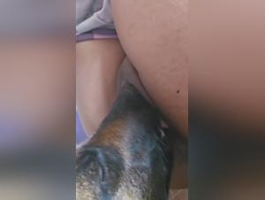 dog lick 3 bestiality zoo