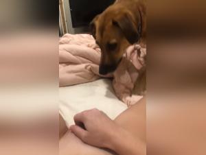 Sex with Dog: An Extreme Experience with a Young Woman