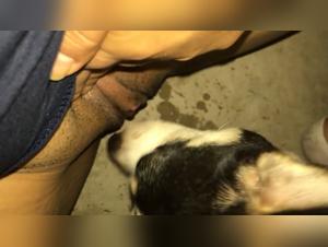 Dog licking the intimacy of his mistress