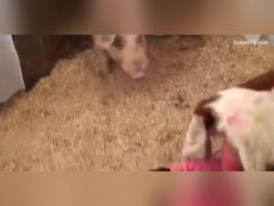 Porn Pig: Dual Camera Zoophilia Experience