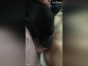 Bestiality sex: a couple and their dog in hot videos