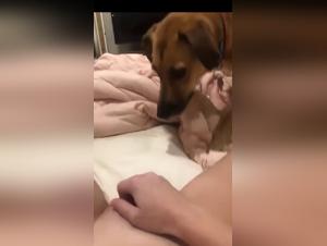 Exciting dog encounter: a woman and her dog