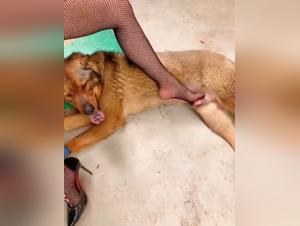 lo mejor del porno canino salvaje