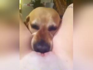 Bestiality video: a woman and her dog