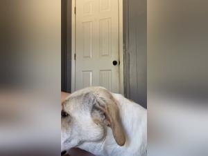 Deciphering Zoophilia Laws & Pornography