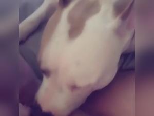 Dog Sex Video: An Intense and Exciting Experience