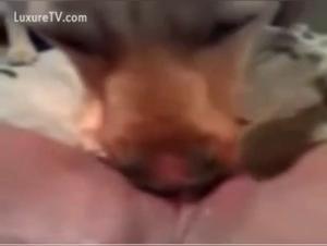 Woman in ecstasy with her dog: a zoophilia video not to be missed