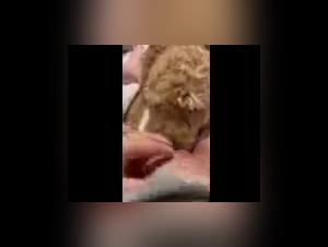 Mommy Cum - Bestiality Sex Video