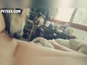 Two dogs indulge in sweet pussy in bestiality sex scene