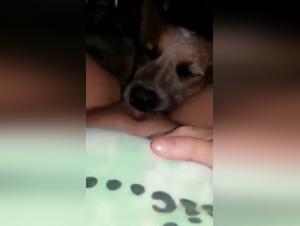 Zoophilia Video: A Woman and Her Dog