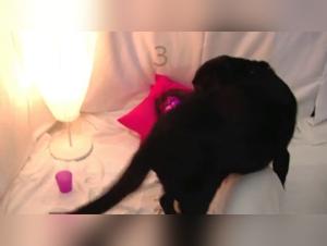 Lise and Her Four-Legged Best Friend - An Unforgettable Bestiality Experience