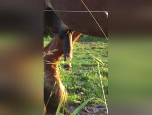 Bestiality Sex Video with a Horse with Imposing Sex