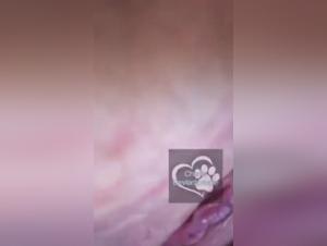 Unexpected bestial encounter