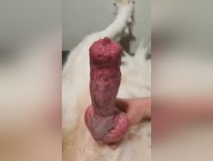 Video of Sex with a Dog