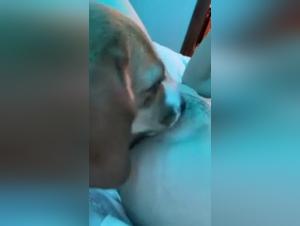 Horny Dog and Young Girl in Bestiality Sex Scene