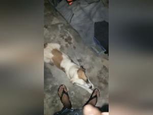 free beastiality xxxanimal