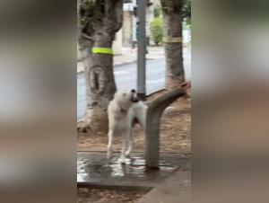 Primal Canine Desires