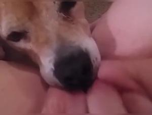 Dog Sex Video