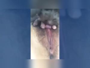 Video de sexo bestial: perro lamiendo a una mujer