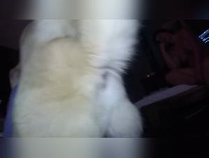 Unleashing Desires: Dog Sex and Amateur Lust