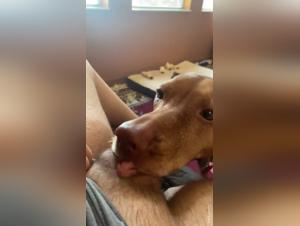 Bestiality Sex at the Juce Bar: A Woman and Her Lover on All Fours