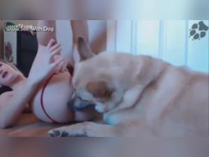 Lamer perros: una experiencia emocionante