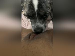 Leyes UK sobre Beastiality: Un Analisis