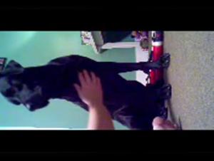 Young and curious, but shy - Bestiality sex video