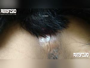 A bestial and intense encounter: Lily and Hotshot in a hot zoophilia video