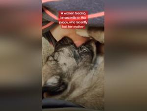 A New Experience: Zoophilia with a Puppy