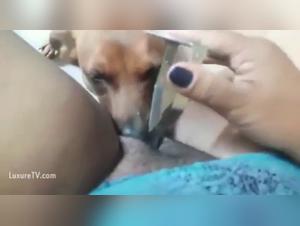 Forbidden Frontiers: Animal Sex and Orgasm