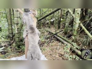 Tierliebe auf Beast Tube: Hunde und Pute ficken hard