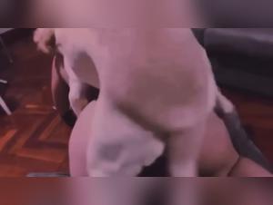 Female genital organs of dogs for dog lovers