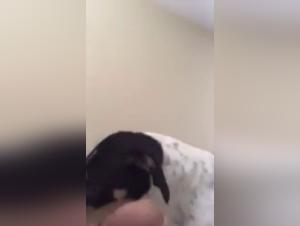 Mom and her Dog - Part 1: An Exciting Bestiality Scene